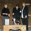 Reno taking BOB at Brazoria Kennel Club