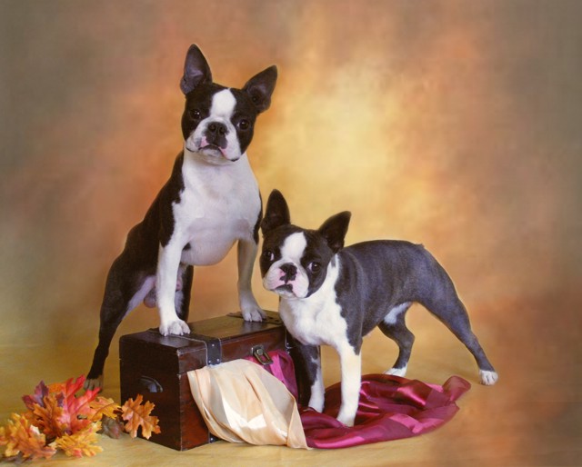 boston terrier puppies dfw